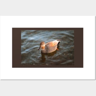 Gadwall Duck Drake on the Lake Posters and Art